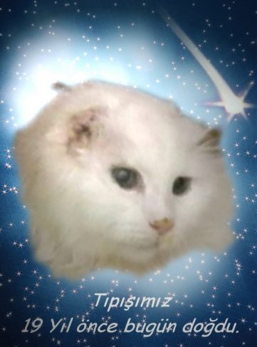 tipis_dgunu.jpg