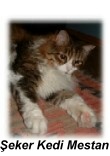 mestan_portre_resized.jpg
